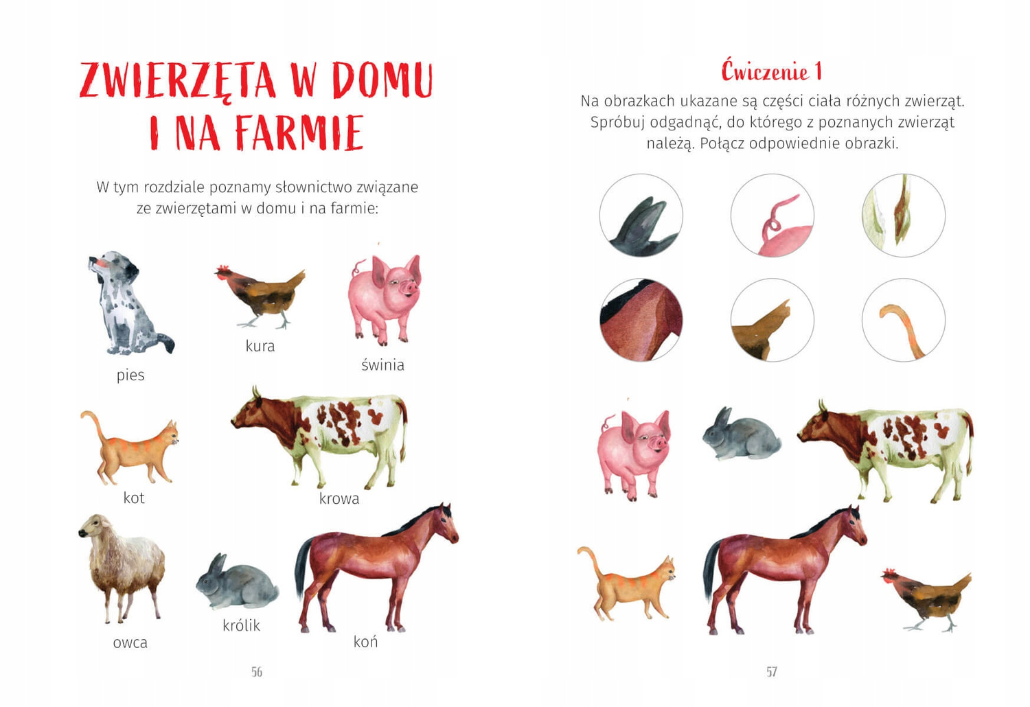 Ćwiczenia Dla Przedszkolaków z Elementami Metody Montessori SBM_4